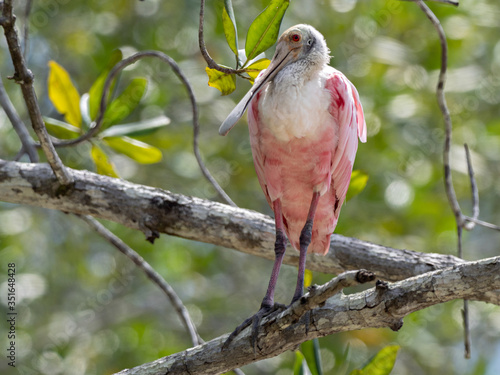 Closeup of a Roseate Spoonbill (Platalea ajaja) perched on a branch in a mangrove forest on the seashore of Costa Rica photo
