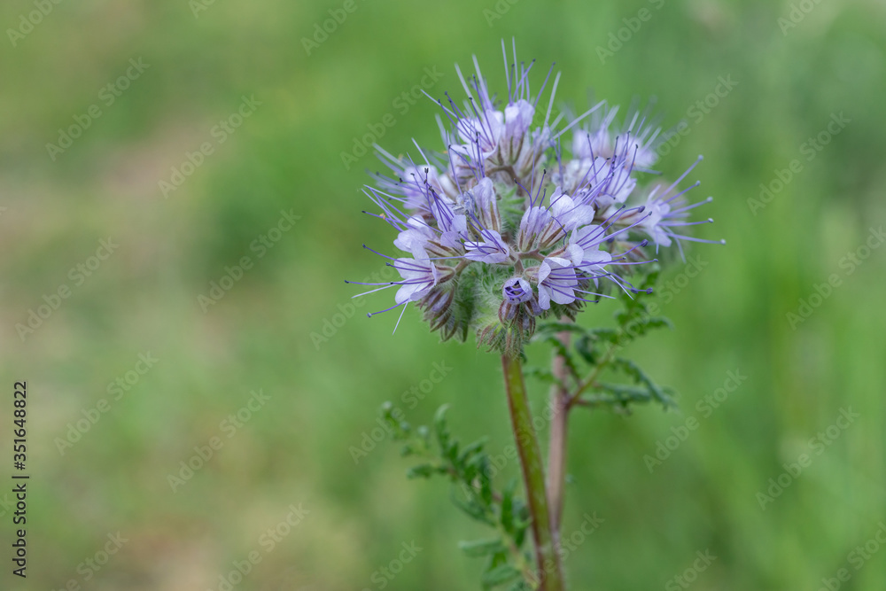 Scorpionweed (Phacelia) an alien species of flowers in europe