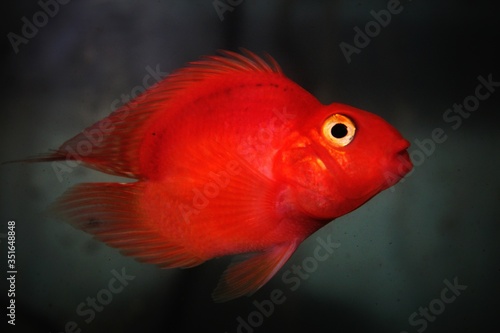 red parrot fish, fish in the aquarium, fish tank, fish wallpaper