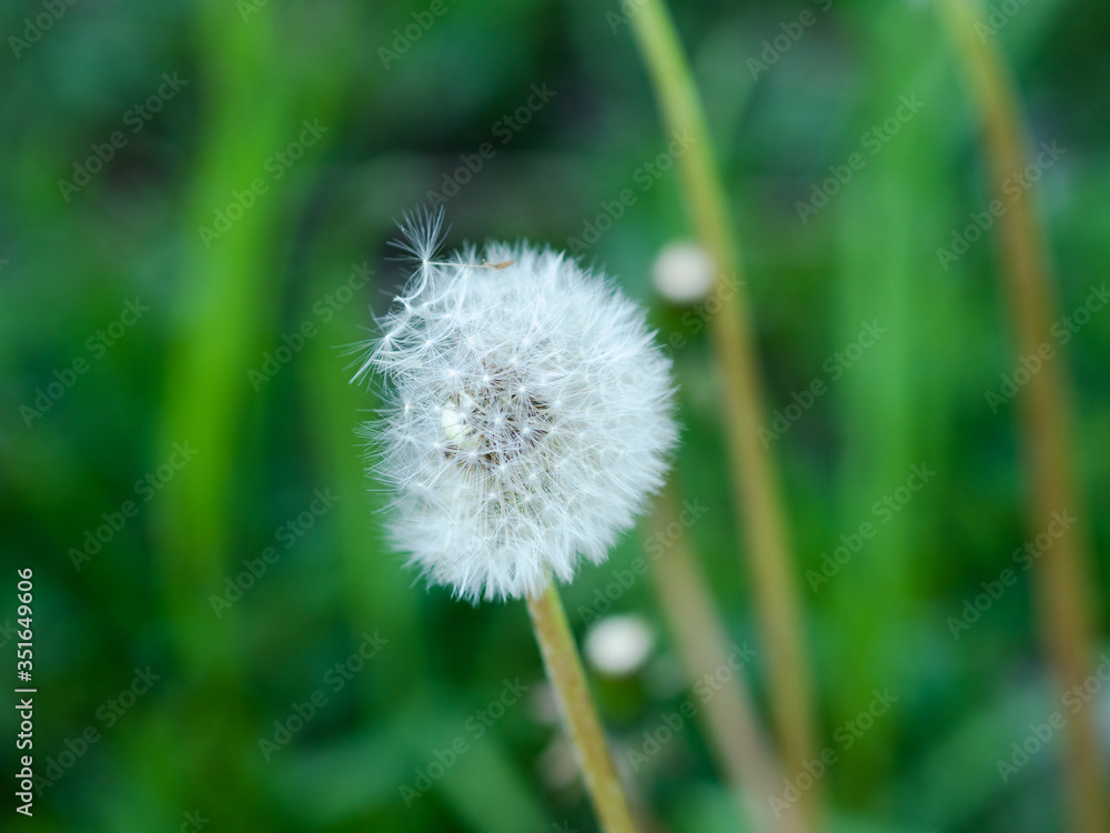dandelion on green background dandelion on green background