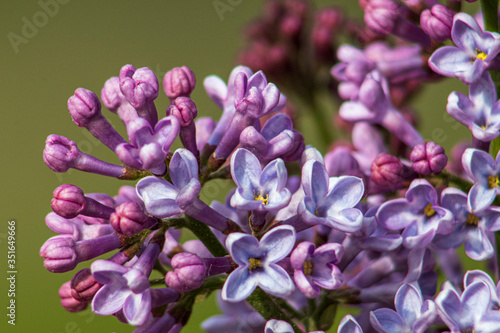 purple lilac flowers close up