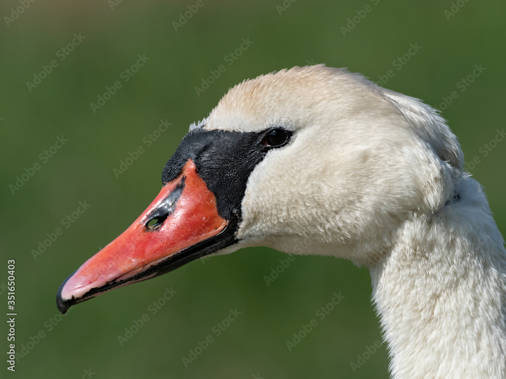 Obraz premium Portrait of a Mute Swan (Cygnus olor) on green background