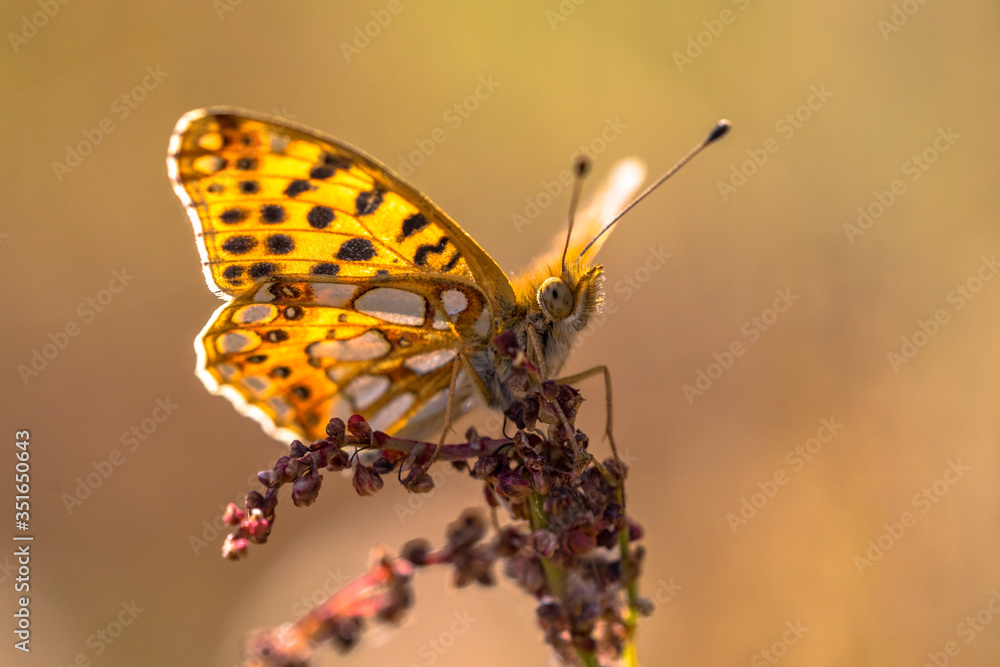 Fototapeta premium Queen of Spain fritillary