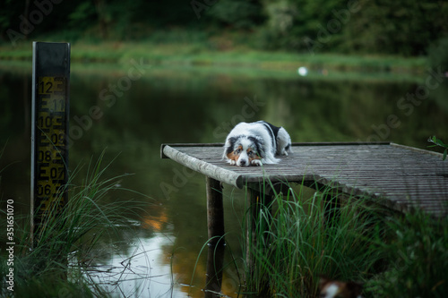 The dog lies on a wooden bridge on the lake. Pet by the water in nature