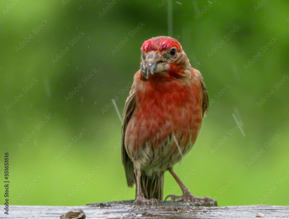 Finch in the rain Finch in the rain
