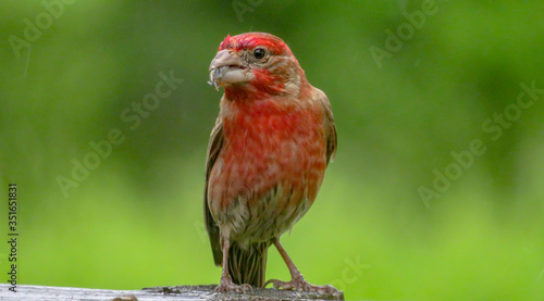 rose finch in the rain