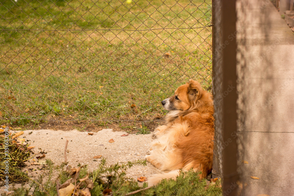 Mixed type dog locked in a shelter, Lonely sad dog waiting for his owner