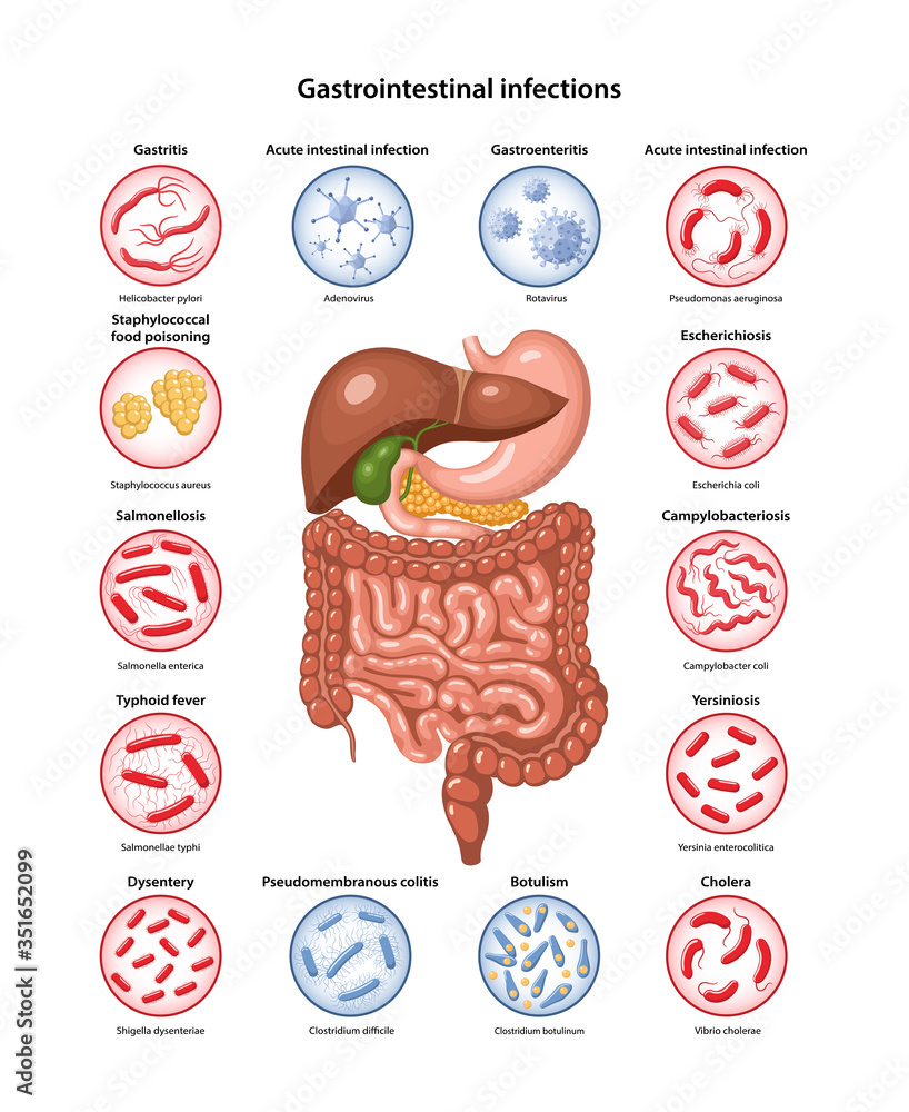 Page template with image of digestive system, bacteria and viruses that