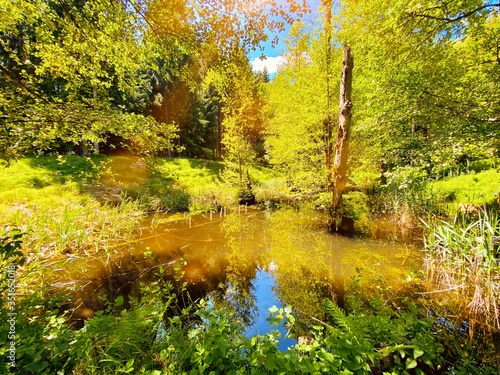autumn in the forest