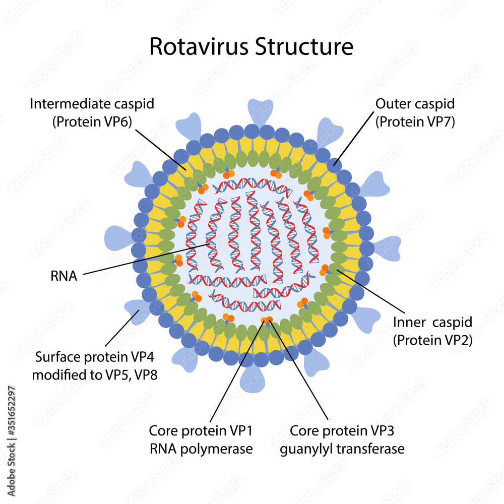 Vecteur Stock Structure of Rotavirus with corresponding designations