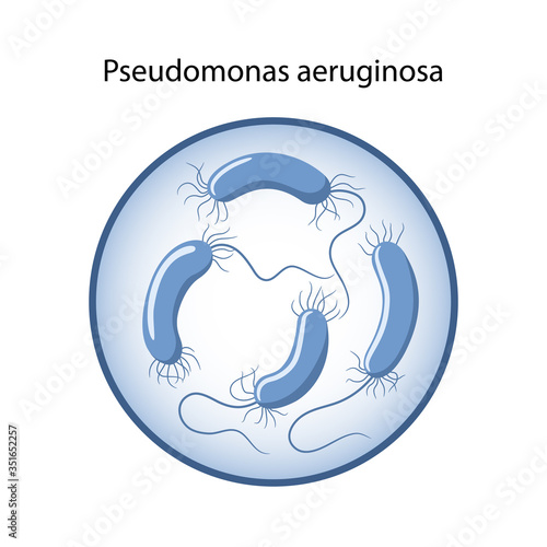 Pseudomonas aeruginosa in magnifying glass. The causative agent of intestinal infection. Microbiology. Medical vector illustration in flat style isolated over white background photo