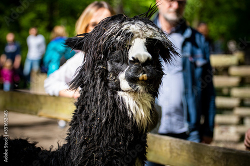 Lama w Krakowskim Zoo