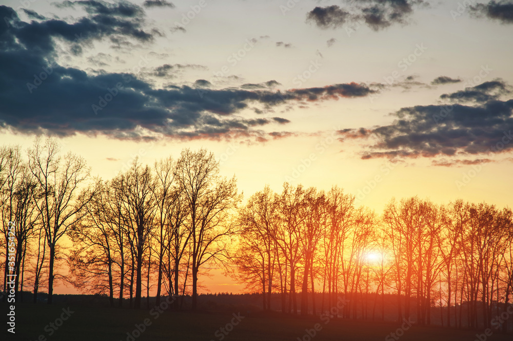 silhouettes of trees on horizon at sunset. natural background