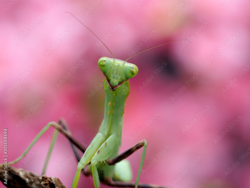 Macro of Praying mantis.Closeup.Pink background.
Macro of Praying mantis.Closeup.Pink background.