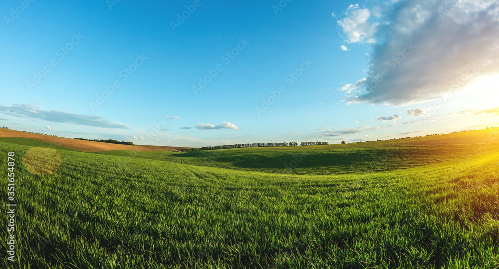 green agricultural field of sprouted young wheat on private agricultural land with trees on the horizon
