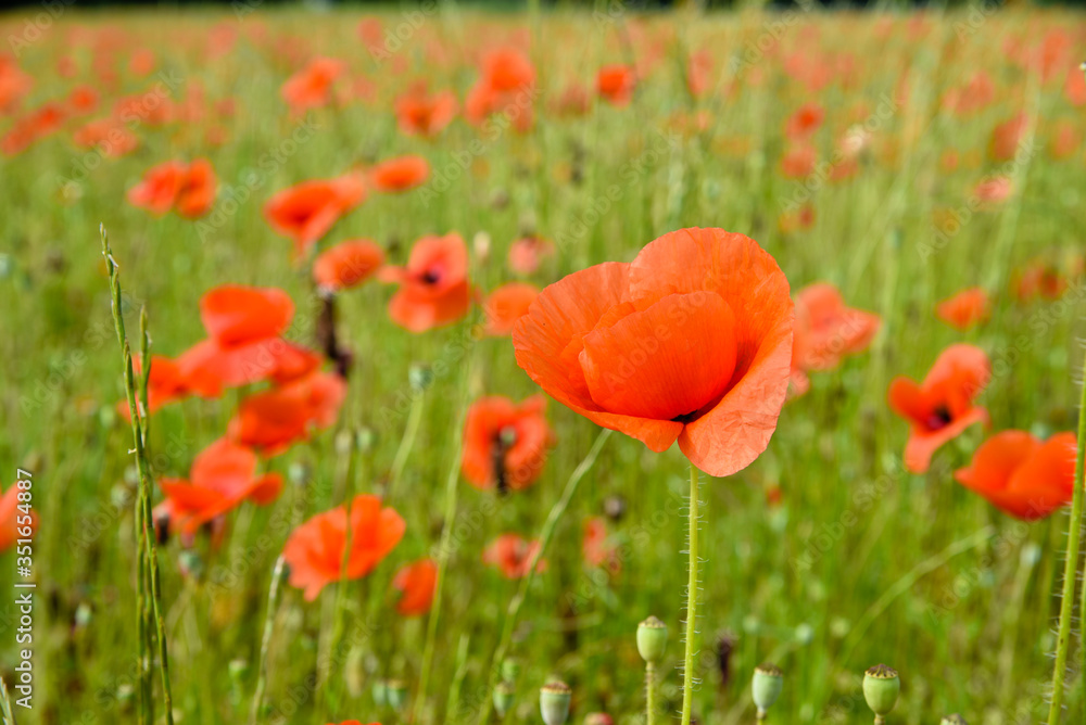 Obraz premium dicono che i papaveri