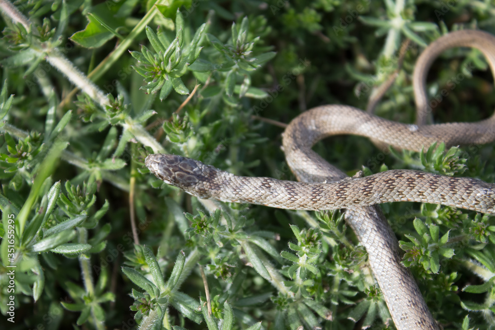 Snake in green leaves crawls on the grass. Snake in its natural habitat, snake life, life cycle Snake in green leaves crawls on the grass. Snake in its natural habitat, snake life, life cycle