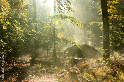 Fototapeta Naklejka Na Ścianę i Meble -  Rays of the rising sun in the forest 