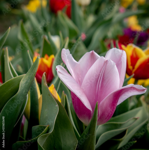 Piękny dojrzały różowy wyrośnięty tulipan na polu tulipanów wiosną na polnej drodze na wsi