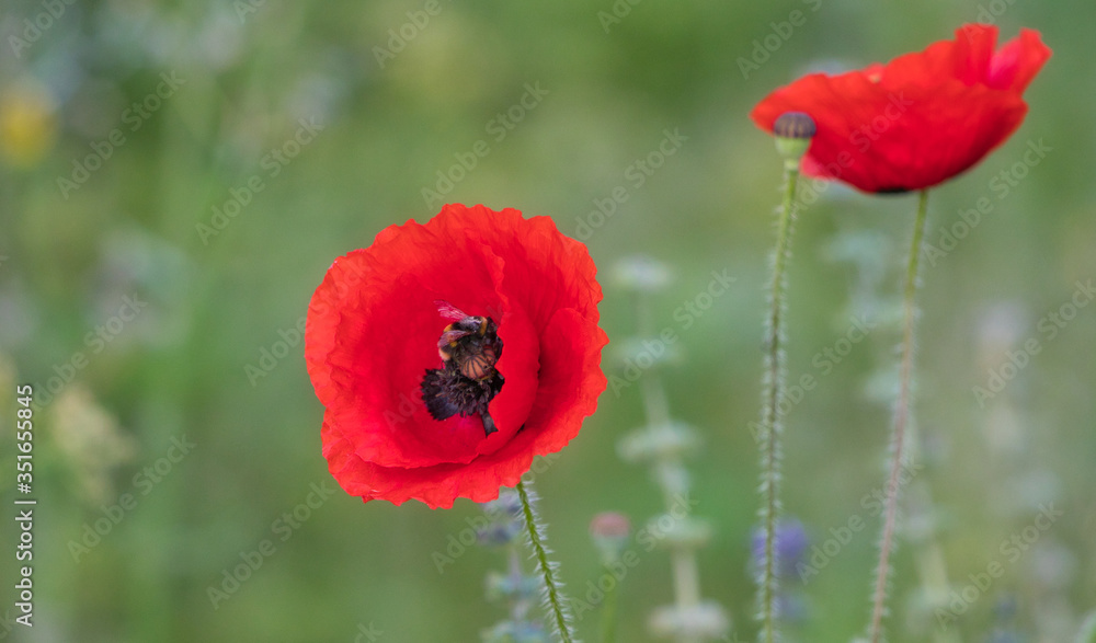 red poppy in a field, with a bee in the flower.