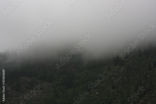 Fog in the forest in mountains background