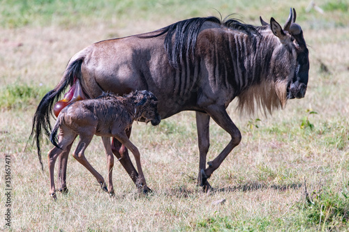 Mother and baby Wildebeest in the savannah