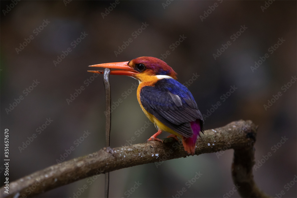 Obraz premium Oriental Dwarf Kingfisher or Black-backed Kingfisher is carrying the scincoid lizard in the mouth.