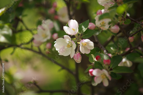 цветущая яблоня красным цветом,blooming apple tree in red,