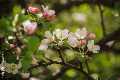 цветущая яблоня красным цветом,blooming apple tree in red,spring, flower, blossom, tree, nature, branch, cherry, white, apple, flowers, plant, pink, garden, blooming, green, bloom, season, beauty, pet