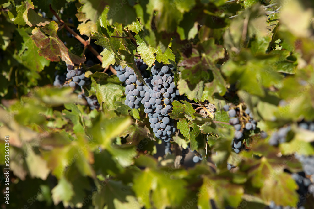 Wine Grapes Hanging on green leafy vines ready for harvest Wine Grapes Hanging on green leafy vines ready for harvest
