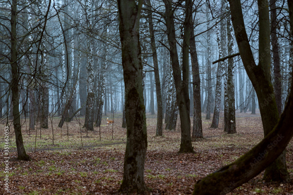 Blue fog in the forest. No people, the park was empty. Blue fog in the forest. No people, the park was empty.