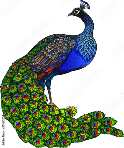 Vector Color Peacock Bird Illustration