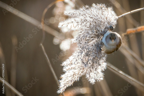Male Bearded Reedling (Panurus biarmicus) eating frosty seeds on a winter morning