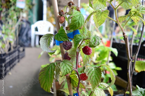 Raspberry seedlings are sold in the market under a canopy.