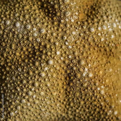 yellow starfish texture close up