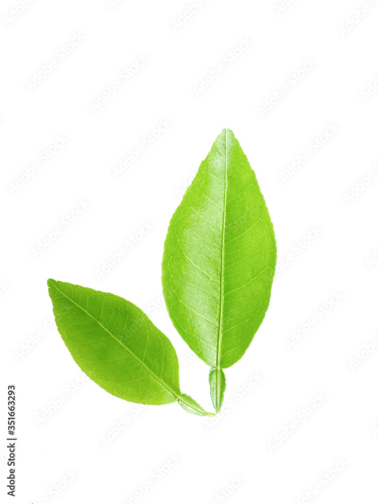 green lime leaves isolated on white green lime leaves isolated on white