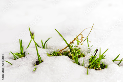 In spring, among the snow, green grass grows, the temperature rises © Irina