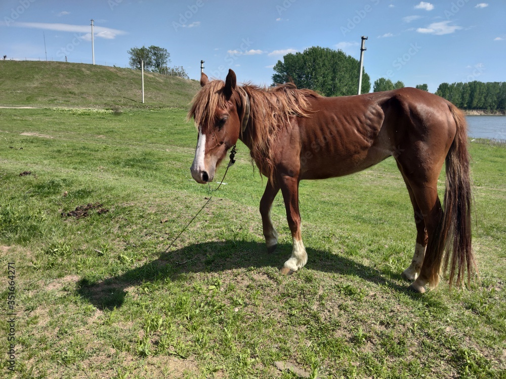 Obraz premium A brown horse in a green meadow by the blue river. Blue sky with white clouds.