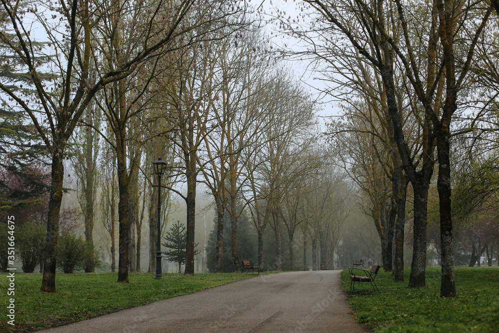 Foggy morning at the park.Morning foggy park.Mystical autumn forest in fog in the morning.Old Tree.Beautiful landscape with trees,green fog.Nature.Enchanted foggy forest with magic atmosphere Foggy morning at the park.Morning foggy park.Mystical autumn forest in fog in the morning.Old Tree.Beautiful landscape with trees,green fog.Nature.Enchanted foggy forest with magic atmosphere