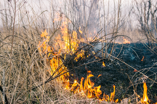 Wallpaper Mural Close up of fire in the dry spring Torontodigital.ca