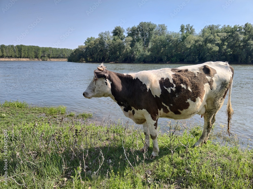White-brown cow ashore with green grass. Blue river. Blue sky.