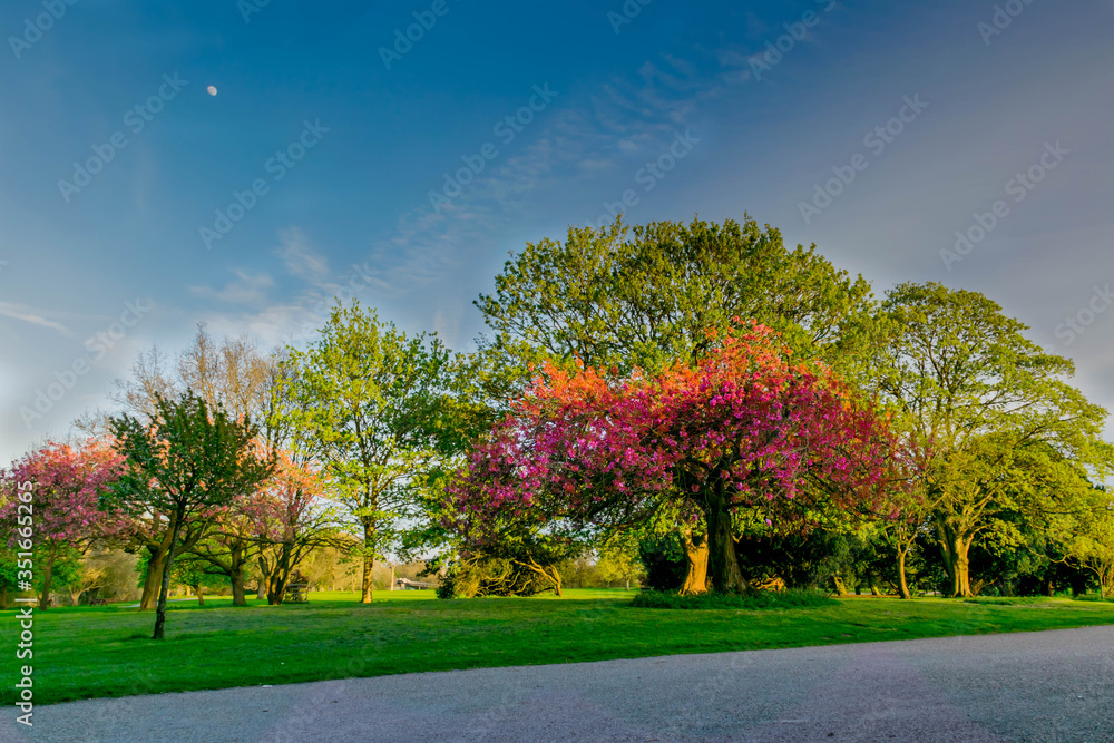 Naklejka premium Beautiful fresh park during spring sunset
