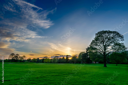 Green firls and single tree during beautiful sunset