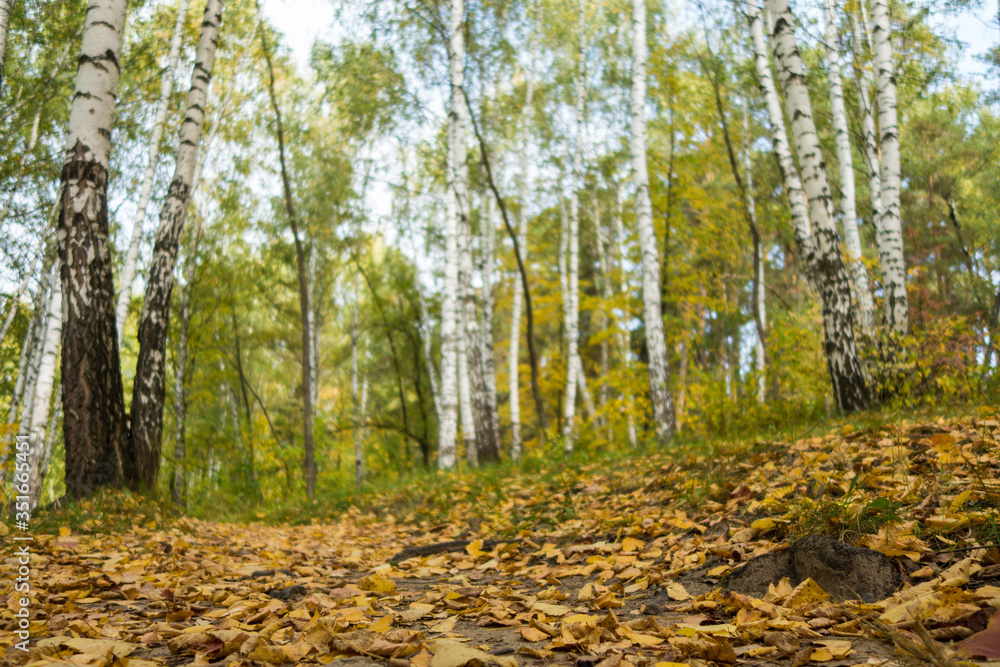Close up view on fallen yellow leaves that covered forest ground & pathway. Background blurred, it contains park birches Close up view on fallen yellow leaves that covered forest ground & pathway. Background blurred, it contains park birches