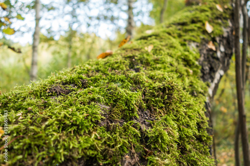 Close up view onto moss that growing on the upper side of tilted trunk of forest tree. Blurred forest plants are on background
