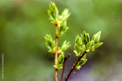 On a green background a lilac branch with young leaves blossom in the spring, warmly