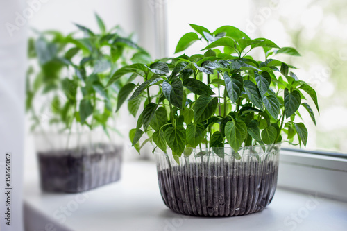 Seedlings of tomato and pepper farm vegetables in a plastic pots are standing on the windowsill on a white background, quarantine, home gardening. Growing vegetables on the windowsill