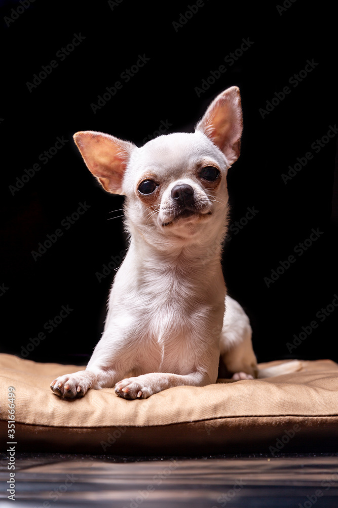 Chihuahua smooth-haired cream lies on a beige pillow and carefully looks at the viewer in the camera. Portrait on a black background. Vertical orientation.