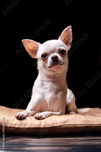 Chihuahua smooth-haired cream lies on a beige pillow and carefully looks at the viewer in the camera. Portrait on a black background. Vertical orientation.
