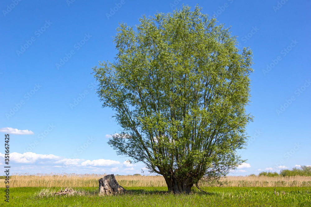 View of a big old willow tree. It stands in the middle of a meadow on the banks of the Havel.